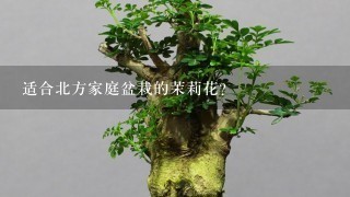 适合北方家庭盆栽的茉莉花？