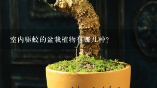 室内驱蚊的盆栽植物有哪几种?