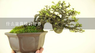 什么盆栽植物好养