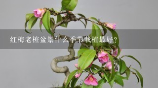 红梅老桩盆景什么季节栽植最好?