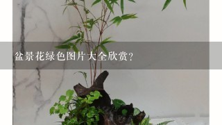 盆景花绿色图片大全欣赏？