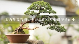 室内盆栽石榴树土养里面有类似虮子类的小虫子，石榴树叶发黄色，打卷有许多蜘蛛网怎么办？