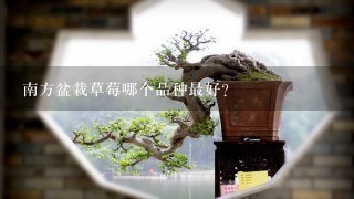 南方盆栽草莓哪个品种最好？