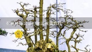 石榴树桩盆景的做法视频教程