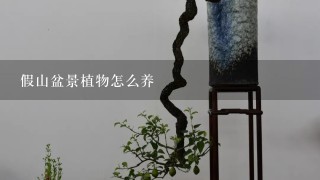 假山盆景植物怎么养