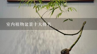 室内植物盆景十大排名