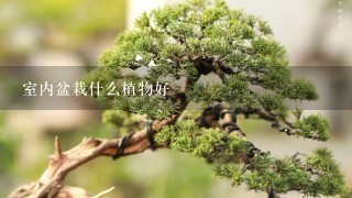 室内盆栽什么植物好