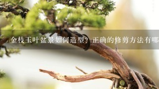 金枝玉叶盆景如何造型？正确的修剪方法有哪些？