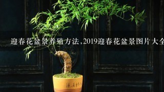 迎春花盆景养殖方法,2019迎春花盆景图片大全