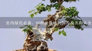 室内绿化必备，60种盆栽植物图片及名称大全