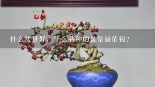 什么盆景好，什么品种的盆景最值钱？