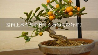 室内上水石盆景种什么植物比较好养？