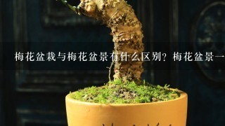 梅花盆栽与梅花盆景有什么区别？梅花盆景1般分为哪