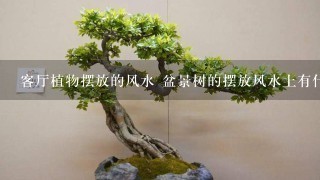 客厅植物摆放的风水 盆景树的摆放风水上有什么讲究