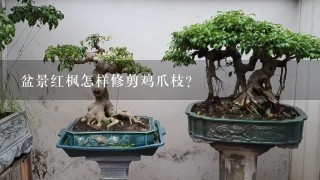 盆景红枫怎样修剪鸡爪枝？