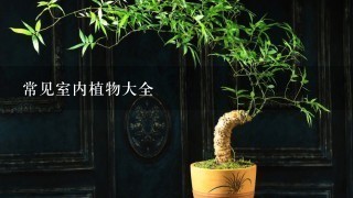 常见室内植物大全