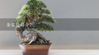 金雀花简介？