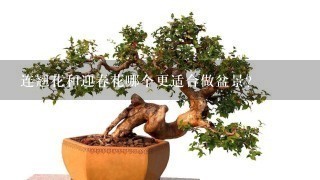 连翘花和迎春花哪个更适合做盆景？