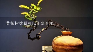 黄杨树盆景可以上复合肥