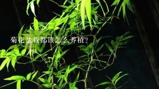 菊花盆栽都该怎么养植？