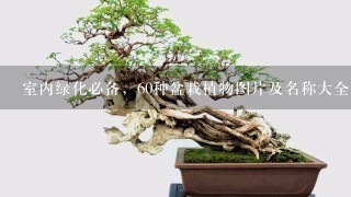 室内绿化必备，60种盆栽植物图片及名称大全