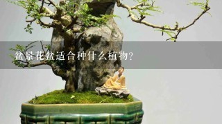 盆景花盆适合种什么植物？