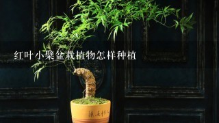 红叶小檗盆栽植物怎样种植