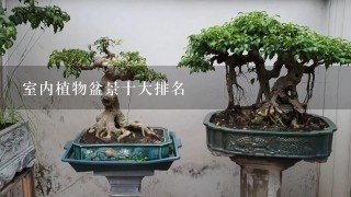 室内植物盆景十大排名