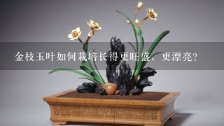 金枝玉叶如何栽培长得更旺盛，更漂亮？