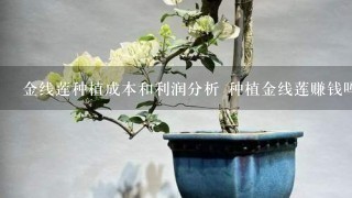 金线莲种植成本和利润分析 种植金线莲赚钱吗