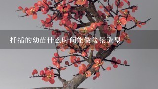 扦插的幼苗什么时间能做盆景造型