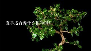 夏季适合养什么植物图片