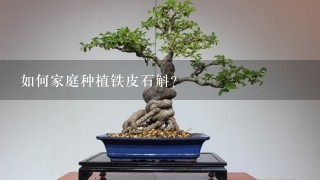 如何家庭种植铁皮石斛？