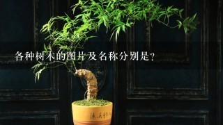 各种树木的图片及名称分别是？