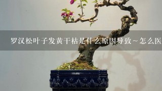 罗汉松叶子发黄干枯是什么原因导致～怎么医治