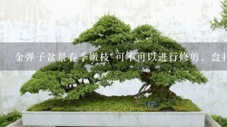 金弹子盆景春季嫩枝 可不可以进行修剪，盘扎等造型