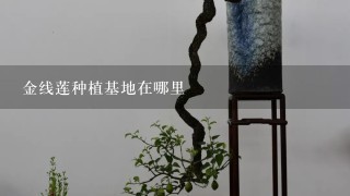 金线莲种植基地在哪里