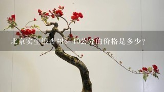 北京实生银杏树8-10公分的价格是多少？