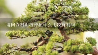 请问农村山坡种植什么比较有利润