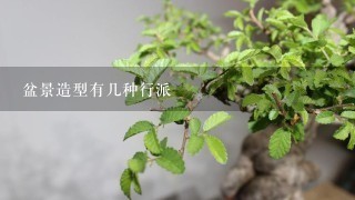 盆景造型有几种行派