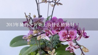 2013年属鸡办公桌上放什么植物好