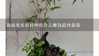 湖南娄底农村种植什么赚钱最快最稳