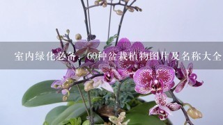 室内绿化必备，60种盆栽植物图片及名称大全