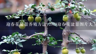 迎春花盆景养殖方法,2019迎春花盆景图片大全