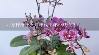 北方种植什么最赚钱年赚500万的？