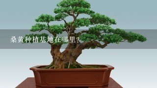 桑黄种植基地在哪里？