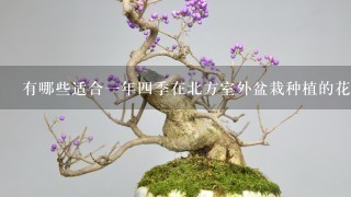 有哪些适合1年4季在北方室外盆栽种植的花卉和绿植