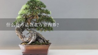 什么花卉适合北方室内养?