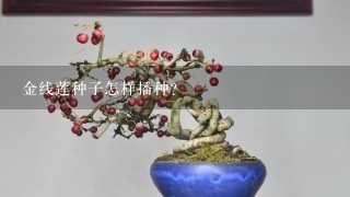 金线莲种子怎样播种？