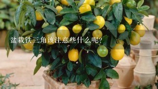 盆栽铁3角该注意些什么呢？